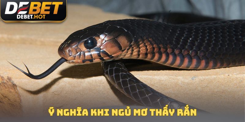 Ngủ Mơ Thấy Rắn Đánh Con Nào Trúng Lớn? Giải Mã Chi Tiết 2 Ý nghĩa khi ngủ mơ thấy rắn